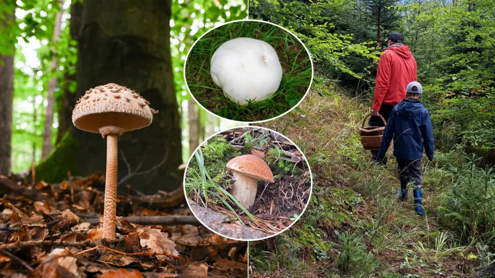 huby les košík zber