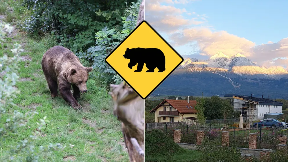 medveď Veľká Lomnica